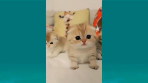 捕捉一只卖萌小猫,动作表情太可爱了,让人喜欢的不得了
