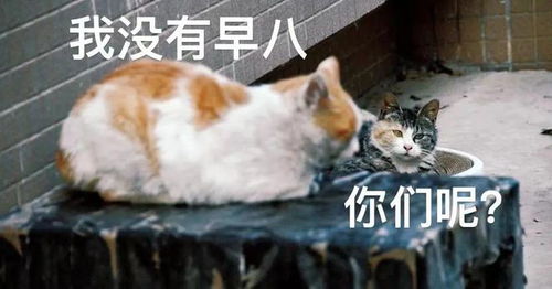 动物表情包用萌宠视角打开校园