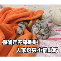 哄人表情包哄人微信表情包哄人qq表情包发表情fabiaoqing.com