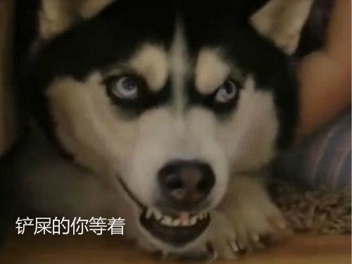 铲屎官让狗狗帮忙带孩子,二哈敢怒不敢言没想到你也有今天