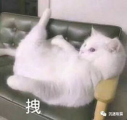 猫奴的十个等级,看看你在第几级