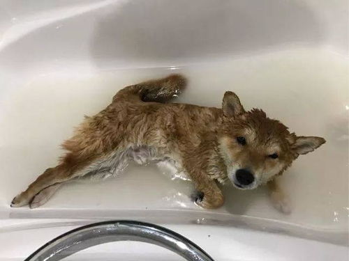 柴犬变脸比翻书还快的精分狗,真实面目居然和二哈不分伯仲