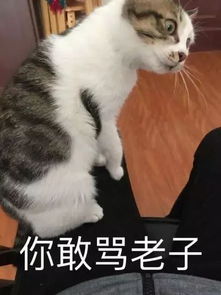 听说你喜欢斗图蛇精病的喵你要不要