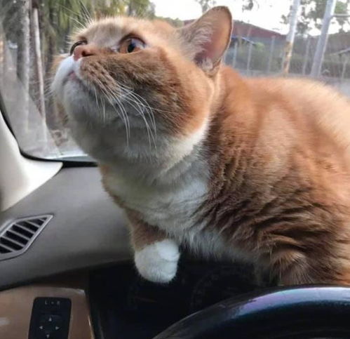 第一次带橘猫出门,车都开出去老半天,但橘猫的心情却没平复下来