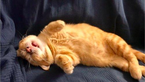 喜欢卖萌的可爱猫咪,颜值担当就是这么给力