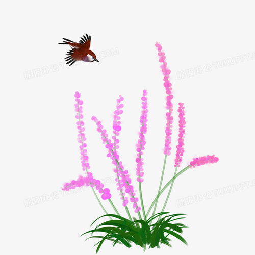 水彩花鸟手绘薰衣草png图片素材免费下载psd格式40004000像素熊猫办公