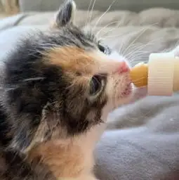 小伙捡回一只还没断脐带的小猫,拿小猫跟牙刷一比,小伙感到难过