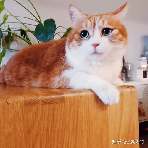 有哪些可爱的猫猫表情包