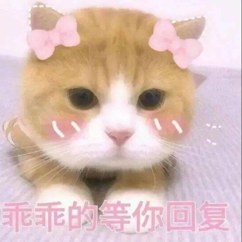 小仙女表情包用起来