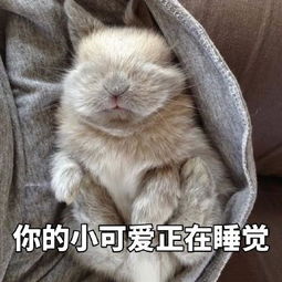 小兔子表情包你的小可爱上线了