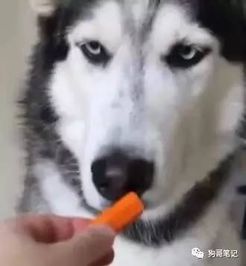 主人恶作剧地喂哈士奇吃果蔬,结果二哈表情亮了