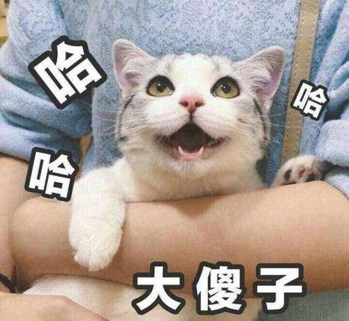 别再给猫咪买玩具了,它爱玩的,你家都有