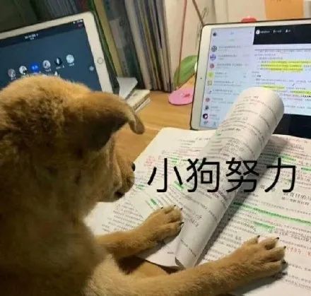 表情包萌犬别拉我我要去赚钱