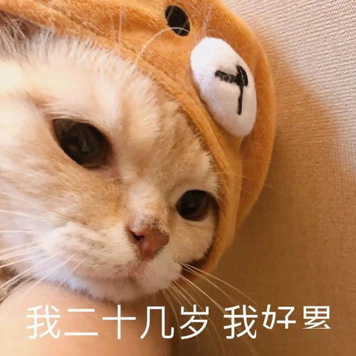橘猫沙梨表情包