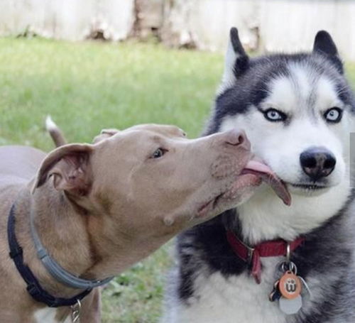 哈士奇遇上比特犬深情的吻,想逃又怕被咬,表情绝了