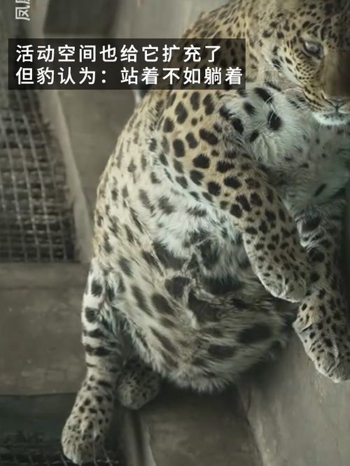 网红豹子胖成了豹警官网友现实版疯狂动物城
