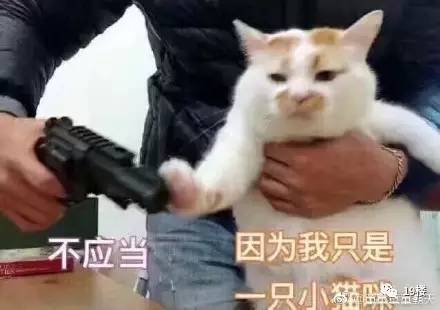 火了,网友实名举报中华气死猫有同感的默默分享