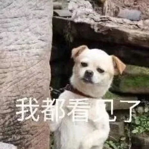 我真的很后悔下了这些app
