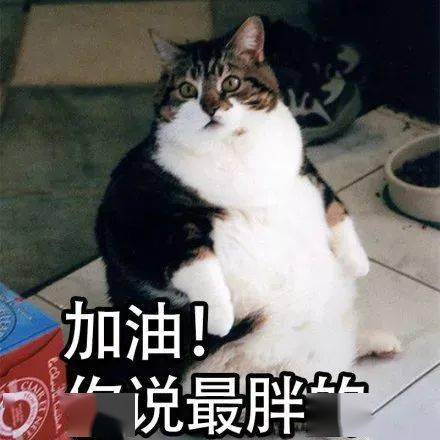 第56期喵表情没有困难的工作,只有勇敢的打工人