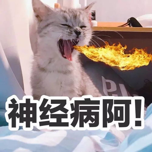 表情包丨萌猫表情包来袭
