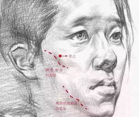 女性脸部特征分析及头部分表达技巧附女人头像教程