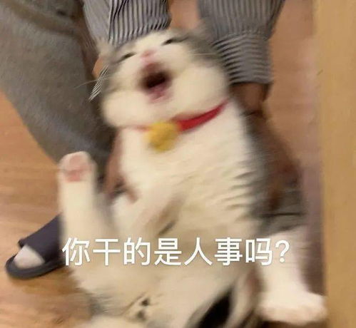 聊天斗图表情包i打爆你的狗头