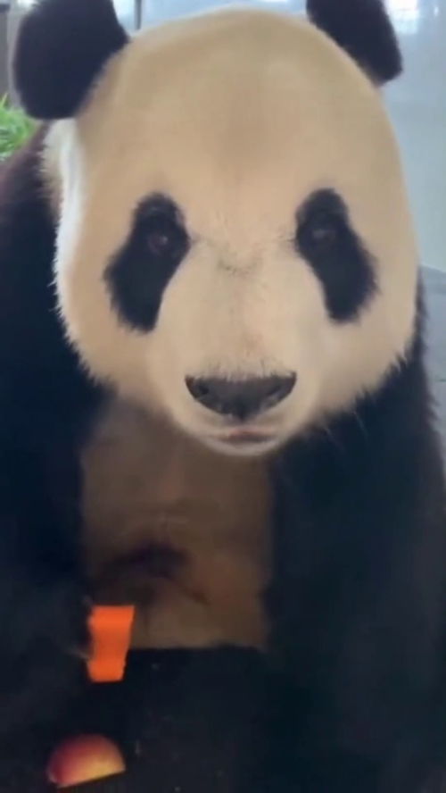 你这只熊猫怎么回事,谁教你吃饭吧唧嘴的,看得我都觉得饿了