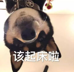 表情包抢红包啦,一起来嗨呀