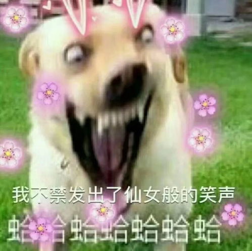 疯狂的动物表情包表情包