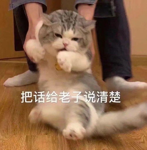 情侣头像vs单身头像