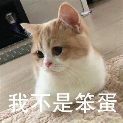 太过分了素食主义女朋友逼我扔掉猫,竟因为它吃肉