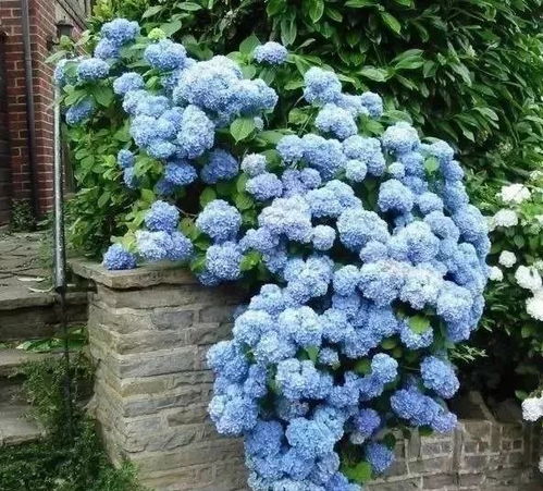 夏季疯狂的绣球花园美的如临仙境