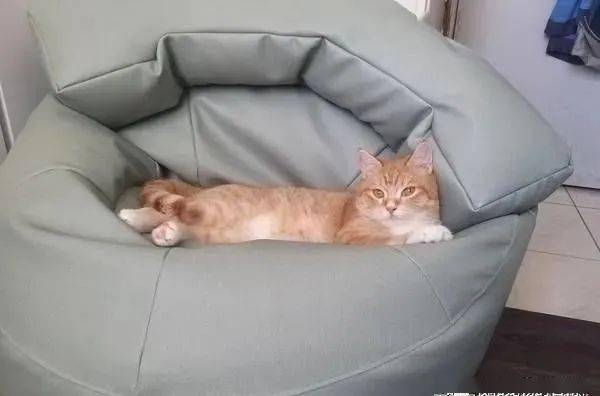 橘猫追着马麻讨抱抱,网友它真觉得自己是你孩子