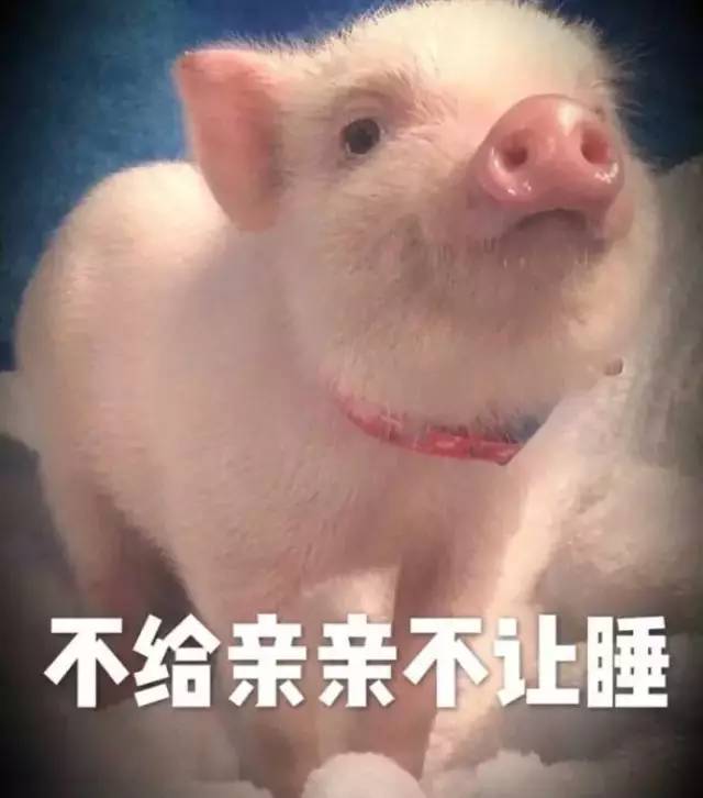 乖巧可爱小猪猪表情包,我一定会恋爱的
