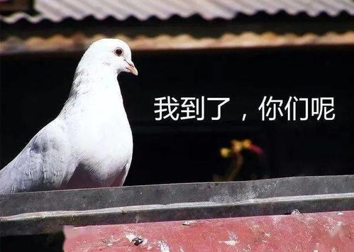 爷笑了