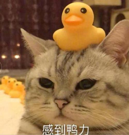 萌宠表情包我只是一只小猫咪,不该为生活发愁