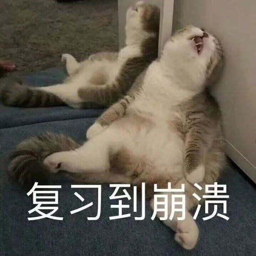 复习到崩溃,背书到天明,深大人最近这样过深大快讯