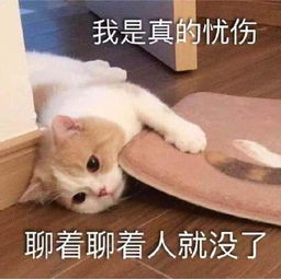 猫咪表情包合集大声点,我近视