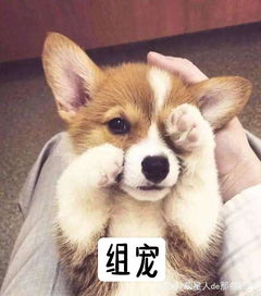 瓜组四顶流狗猫兔鼠你pick哪...