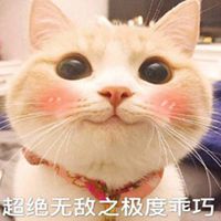 网红bobi猫表情包微信头像图片大全