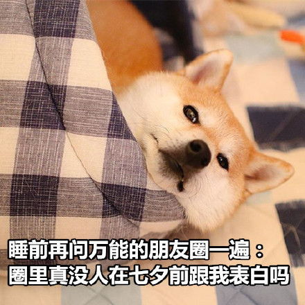 七夕快乐英文表情包狗狗