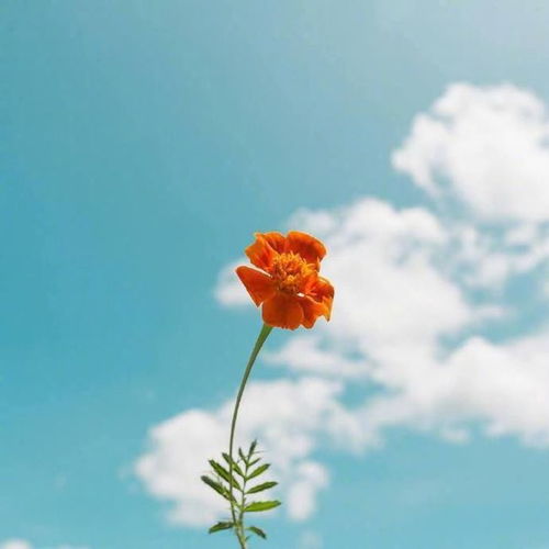 诗词丨燕子归来,陌上花开,遇见最好的自己