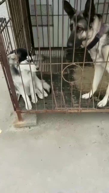 二哈跑到狼青的笼子里吓到不敢动,那个小表情绝了