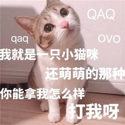 一组很皮的微信精选聊天可爱的表情包皮到没有朋友的有趣表情