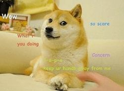 活在你表情包里的神烦狗doge,本体现在过得怎么样