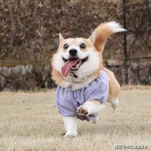养柯基犬必须要扛住的6件事,一般人扛不住,你扛得住吗