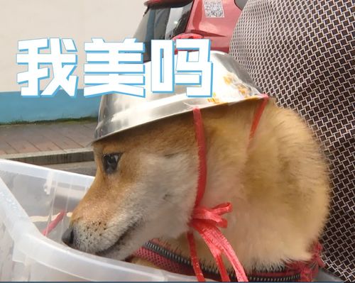为了骑行安全,连狗狗都戴头盔了表情包火遍全网,网友太可爱