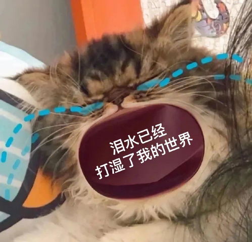 猫咪大哭大嘴表情包快发你的爸爸妈妈姐妹男女朋友吧已更新