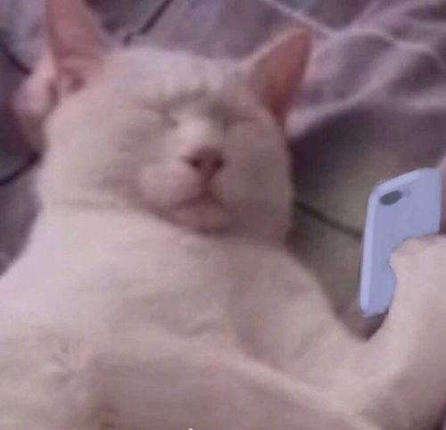 猫咪辣眼睛看手机辣眼睛表情包系列斗图表情