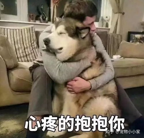 主人和狗狗的5种相处类型,你家是哪种